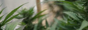 recreational cannabis in Arizona